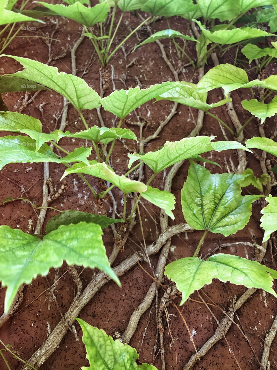 Ivy crawling up a brick wall texture