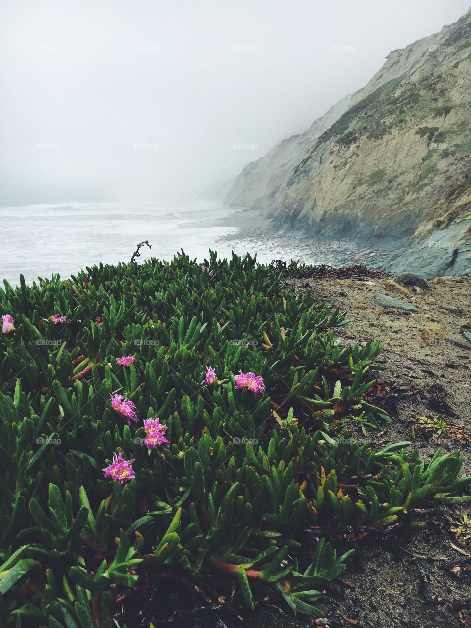 Pacific plants 