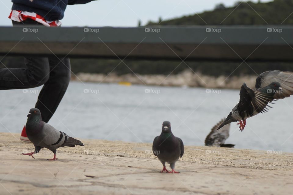 Pigeons