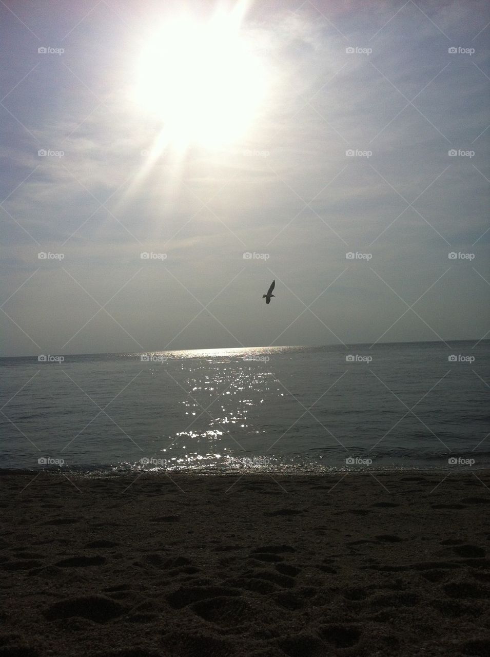 Seagull Soaring through Sunrays.