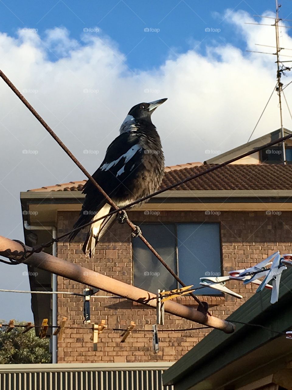Magpie perched high on clothesline facing rising morning sun