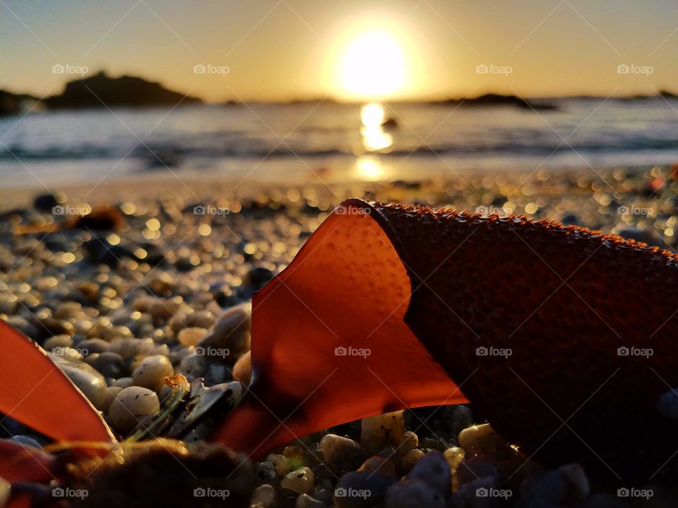 Backlit kelp