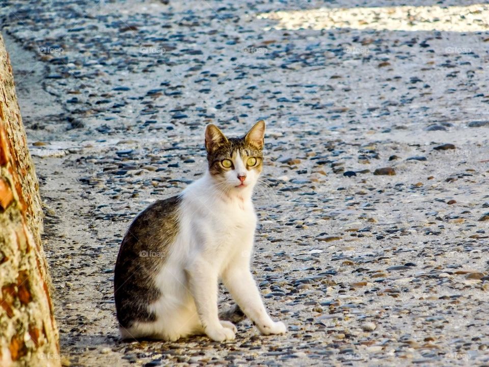 A cat crouched in Cartagena, Colombia 