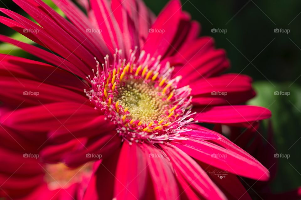 Daisy Gerbera