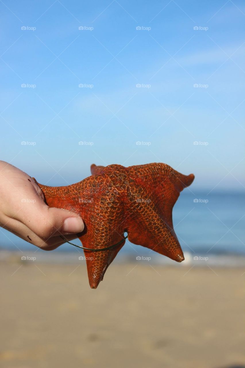 holding a red starfish at the beach