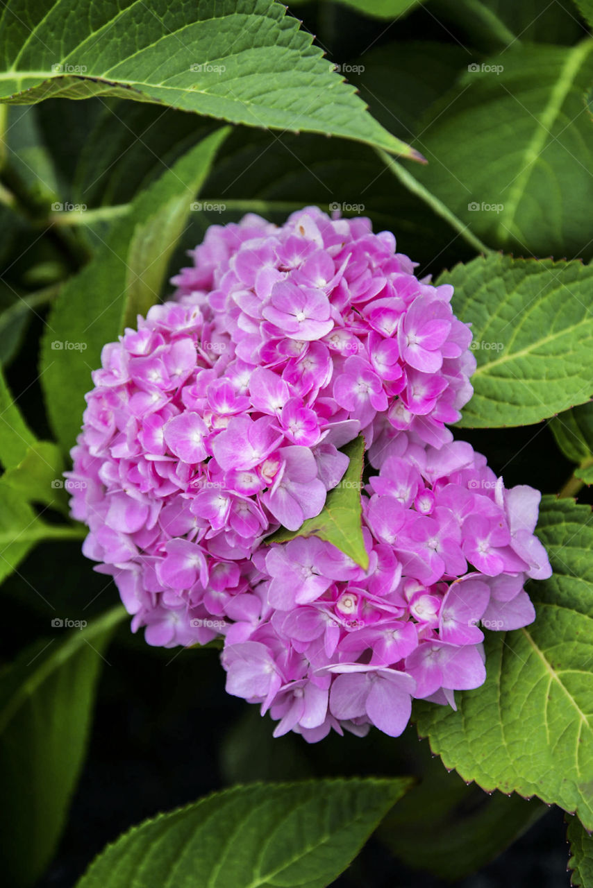 Pink hydrangea flowers