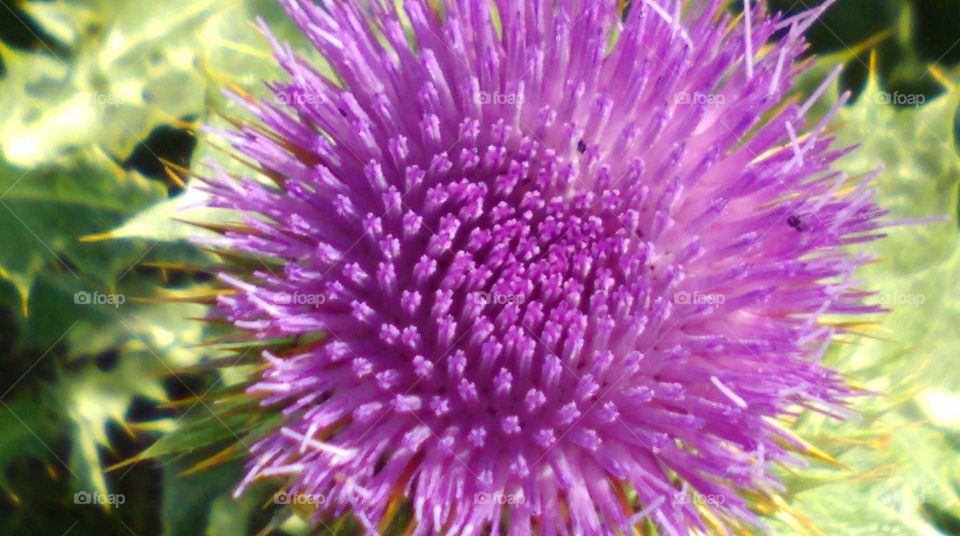 Closeup purple wildflower