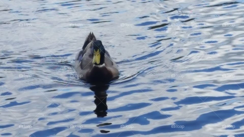 mallard drake