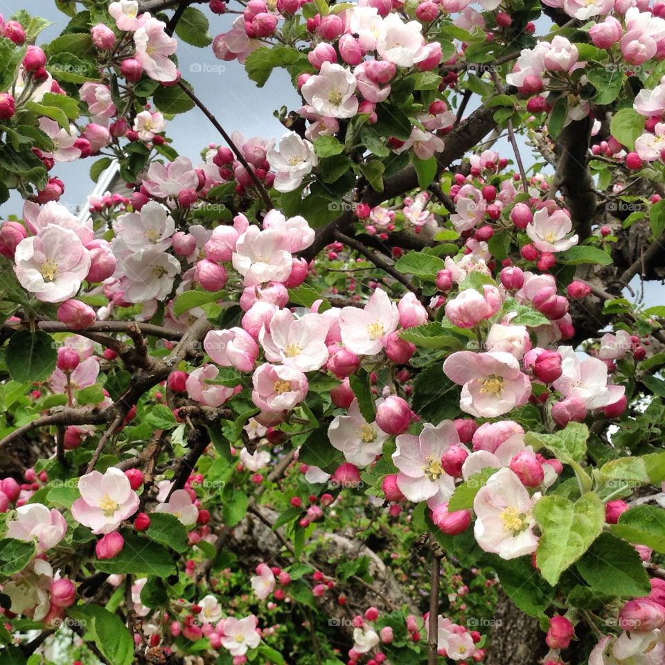 Apple Blossoms in Norway.