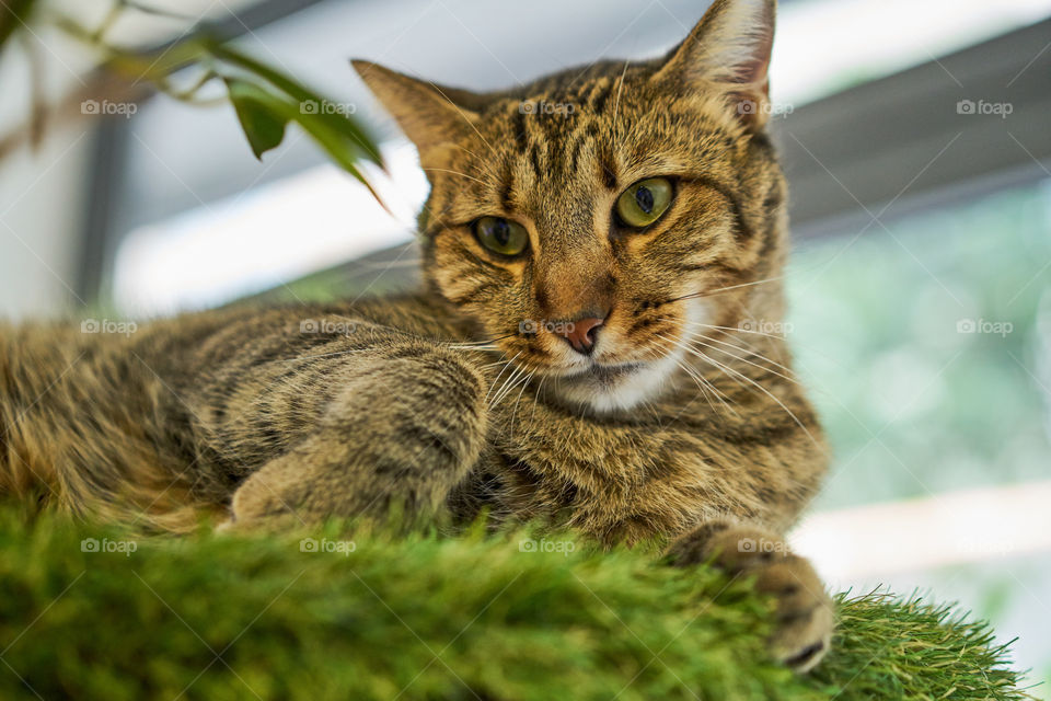 Close-up of cat on grass