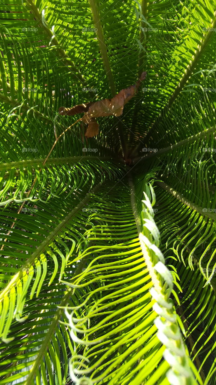 Green Palm Fronds with a Brown Leaf