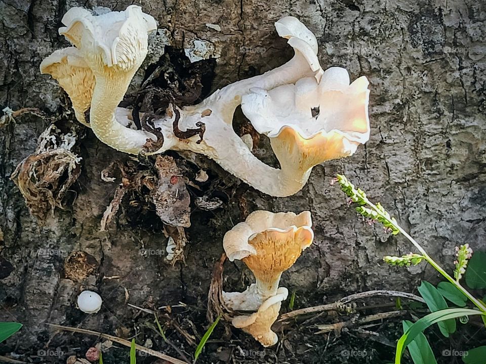 Mystical Mushrooms:A Fungi Adventure