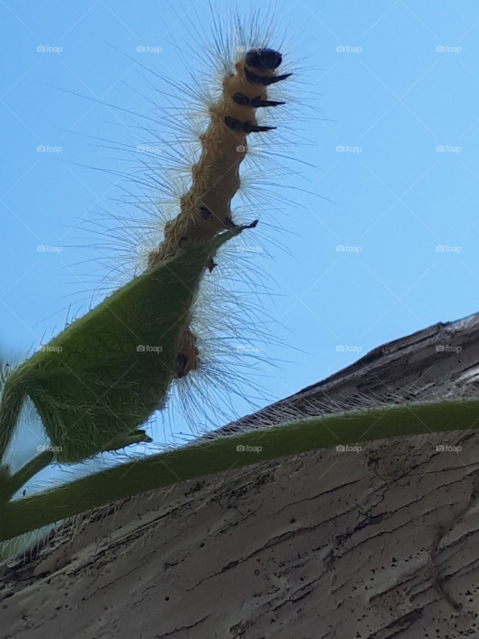 catetpillar