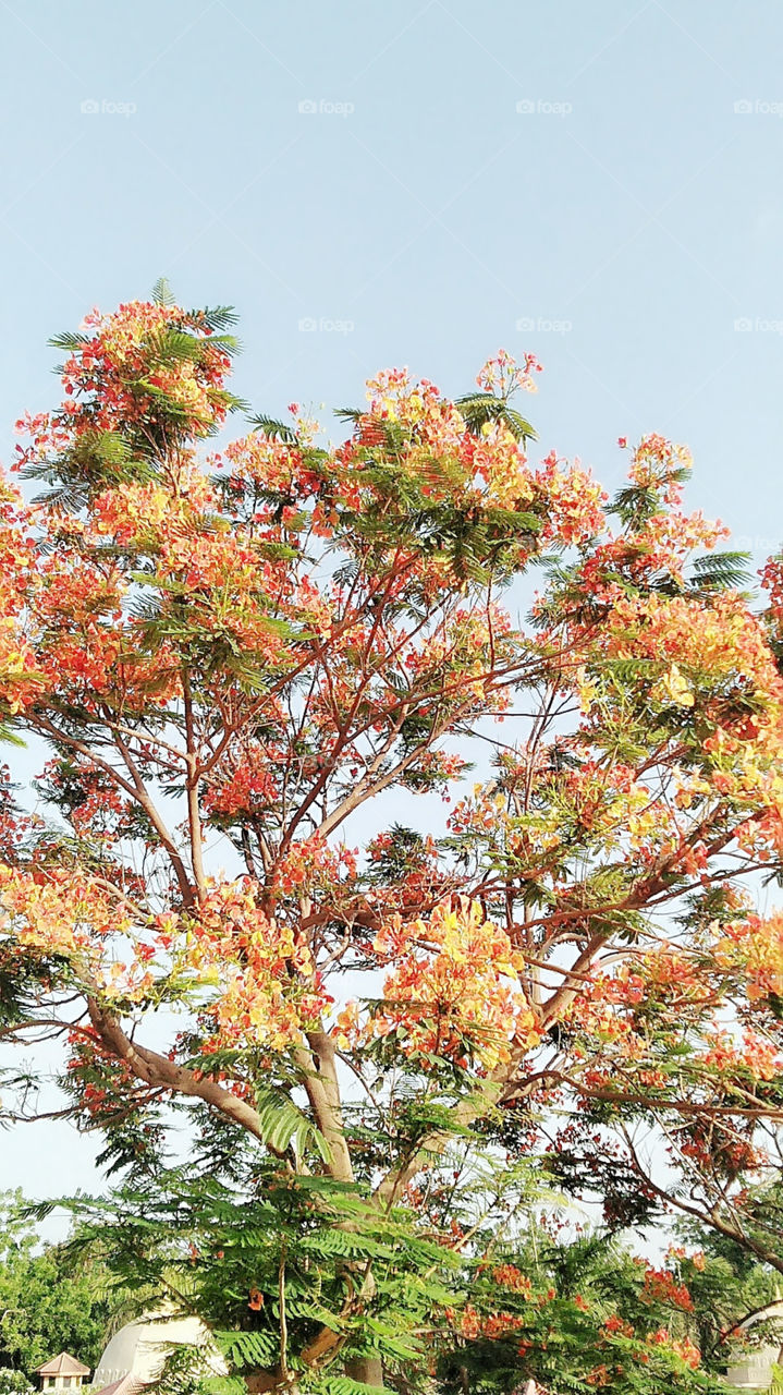 Computer & MOBILE Backgrounds Flowers TREE

Looking for the best Computer