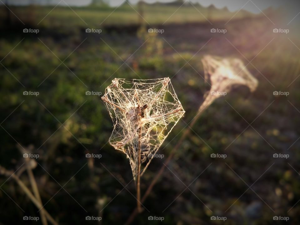 Sun shining through a cobweb covered weed in summer