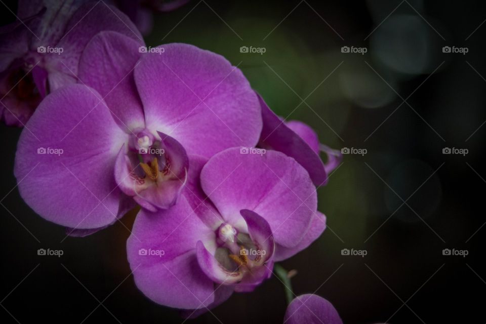 Orchid . my orchid