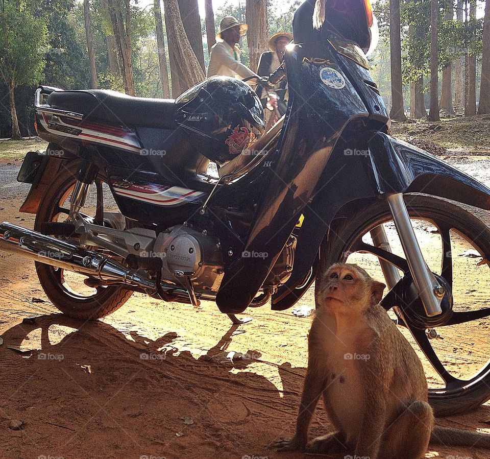 The Monkey and the Motorcycle