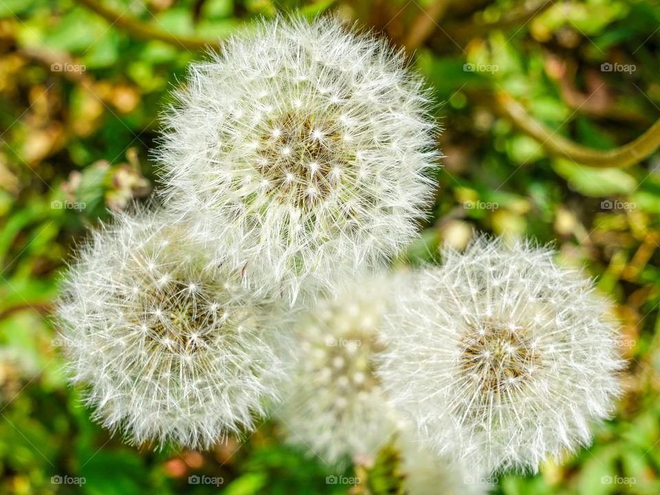 dandelion, taraxacum erythrospermum, closeup with natural blurred background