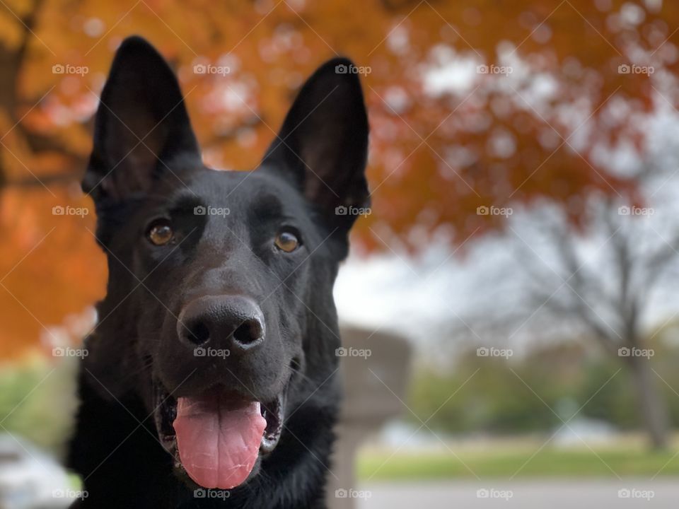 Pure black German shepherd dog 