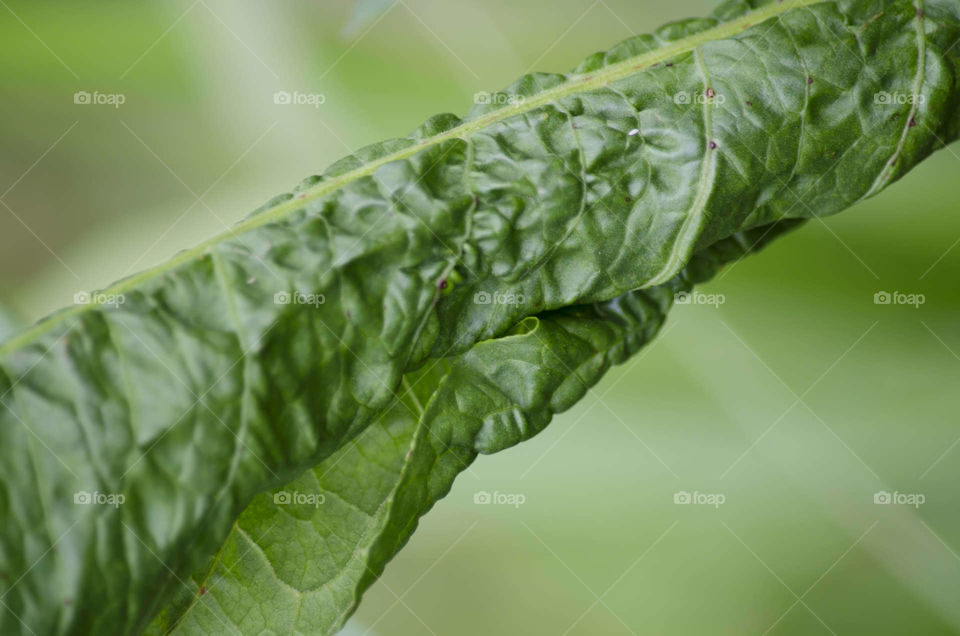 Textured Leaf