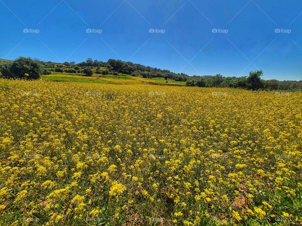 Golden Bloom Under a Clear Sky