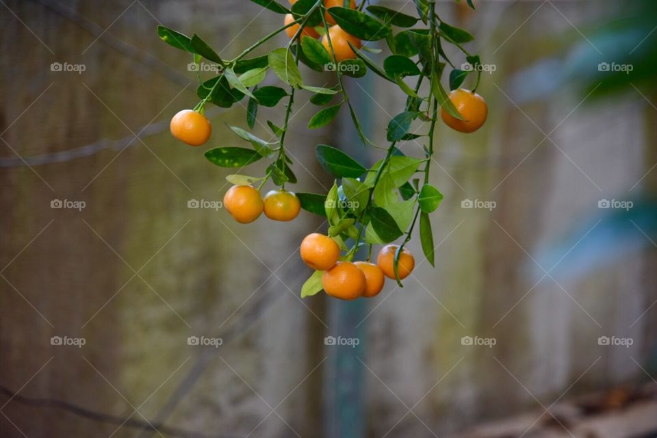 Closeup of oranges hanging from branches in sunlight with room for text