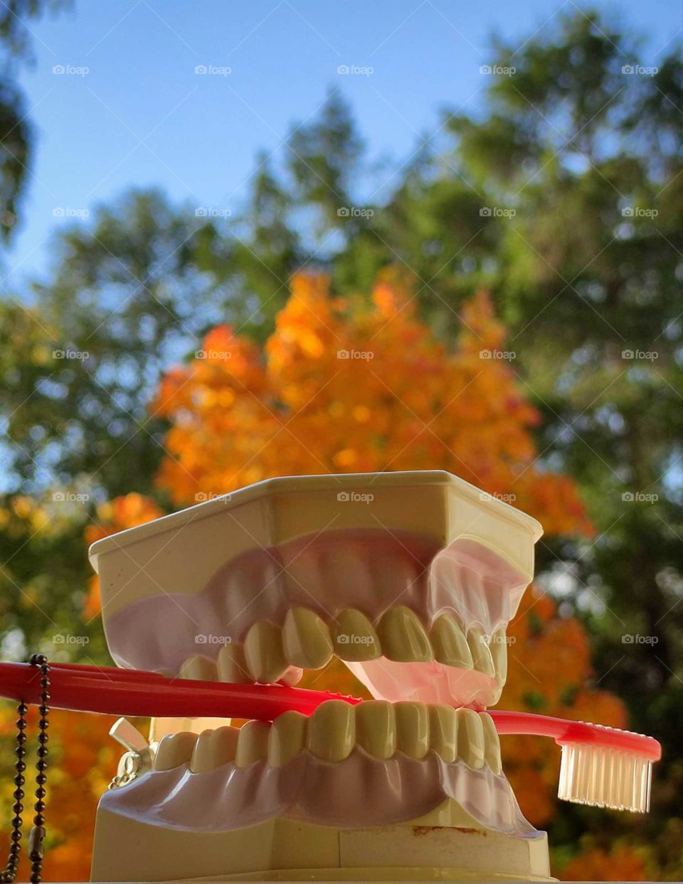 Humor.  Autumn.  Artificial jaw, in which a red toothbrush is clamped.  In the background a tree with yellow leaves