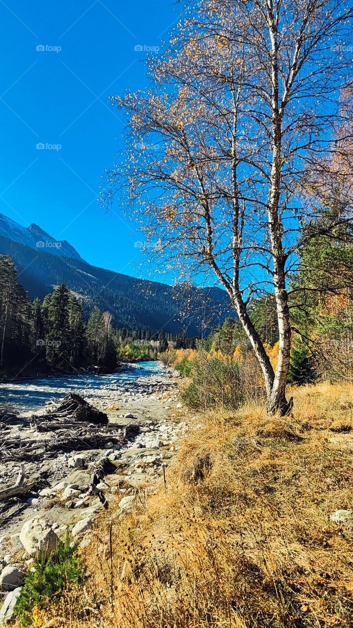 A tree by a mountain river