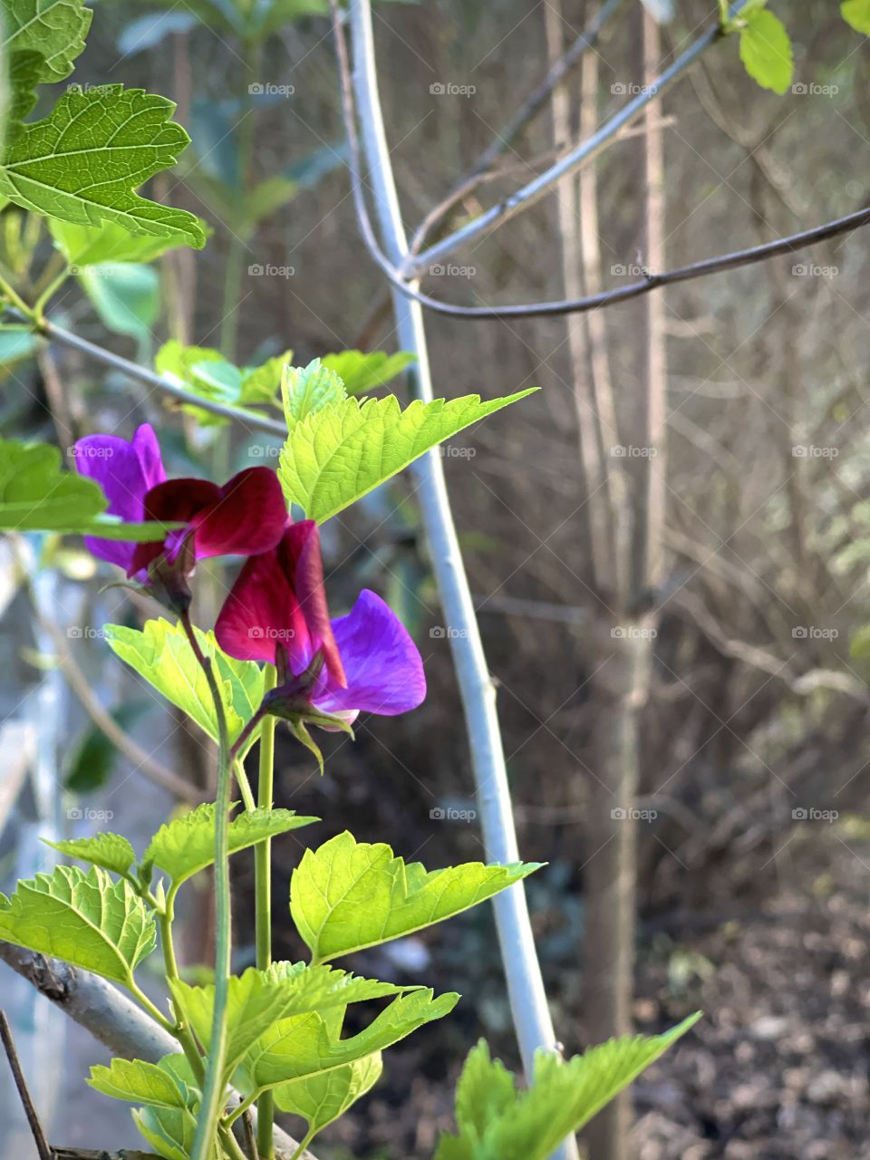 Life is the flower for which love is the honey.