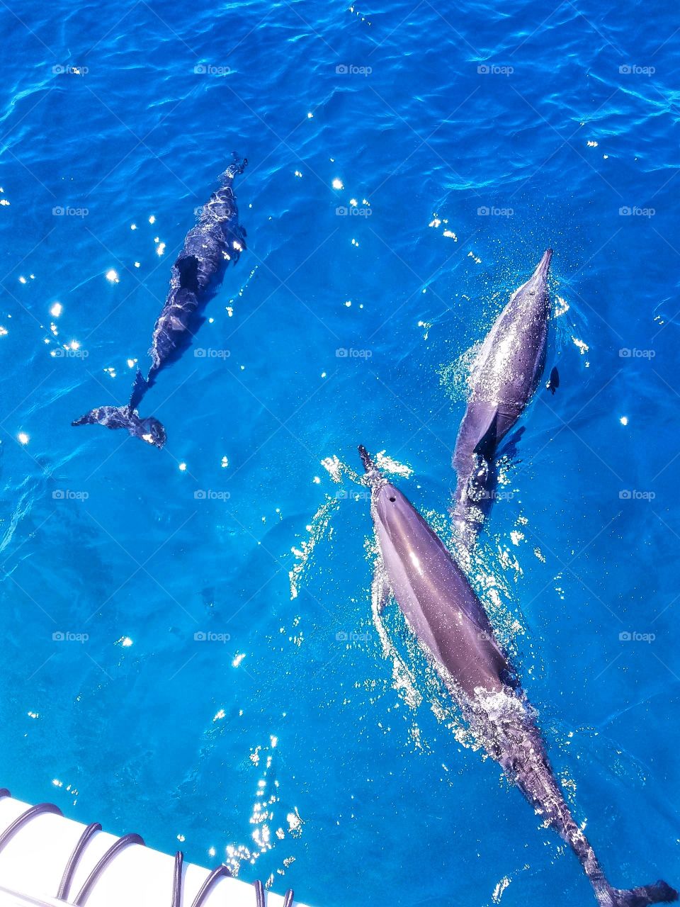 Dolphins in Hawaii