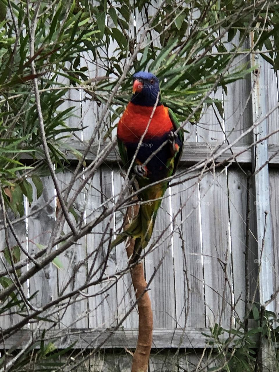 Lorikeet