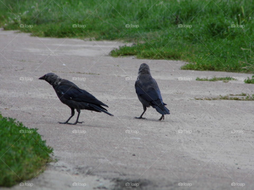 crow walking