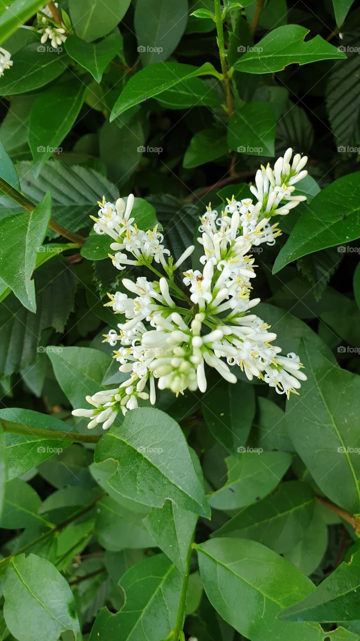 white unknown flower
