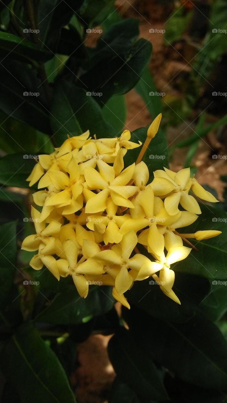 bunch of flowers captured