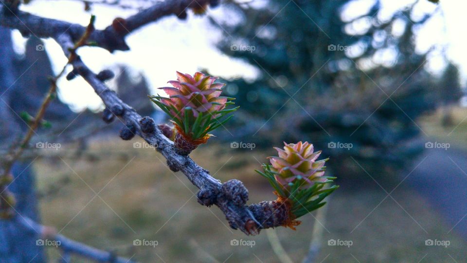 acorn buds