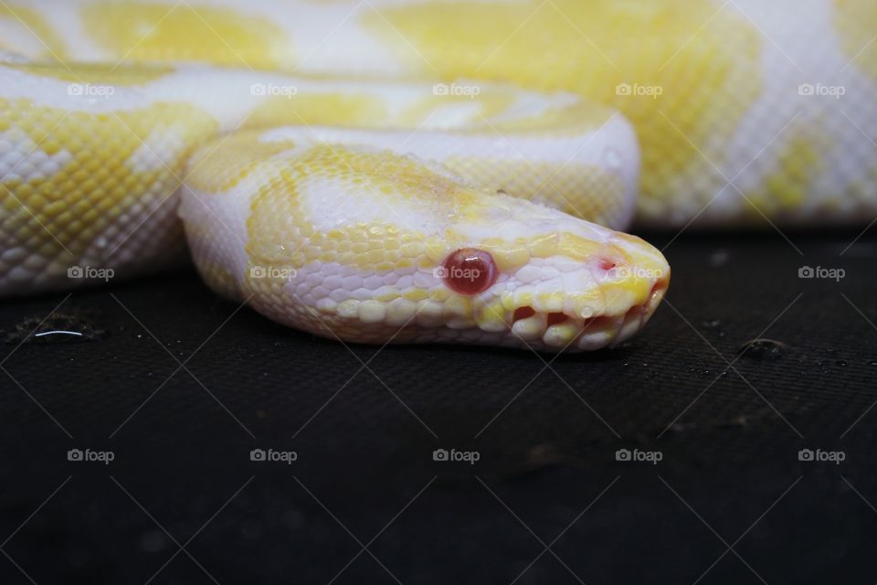 albino snake, black Background