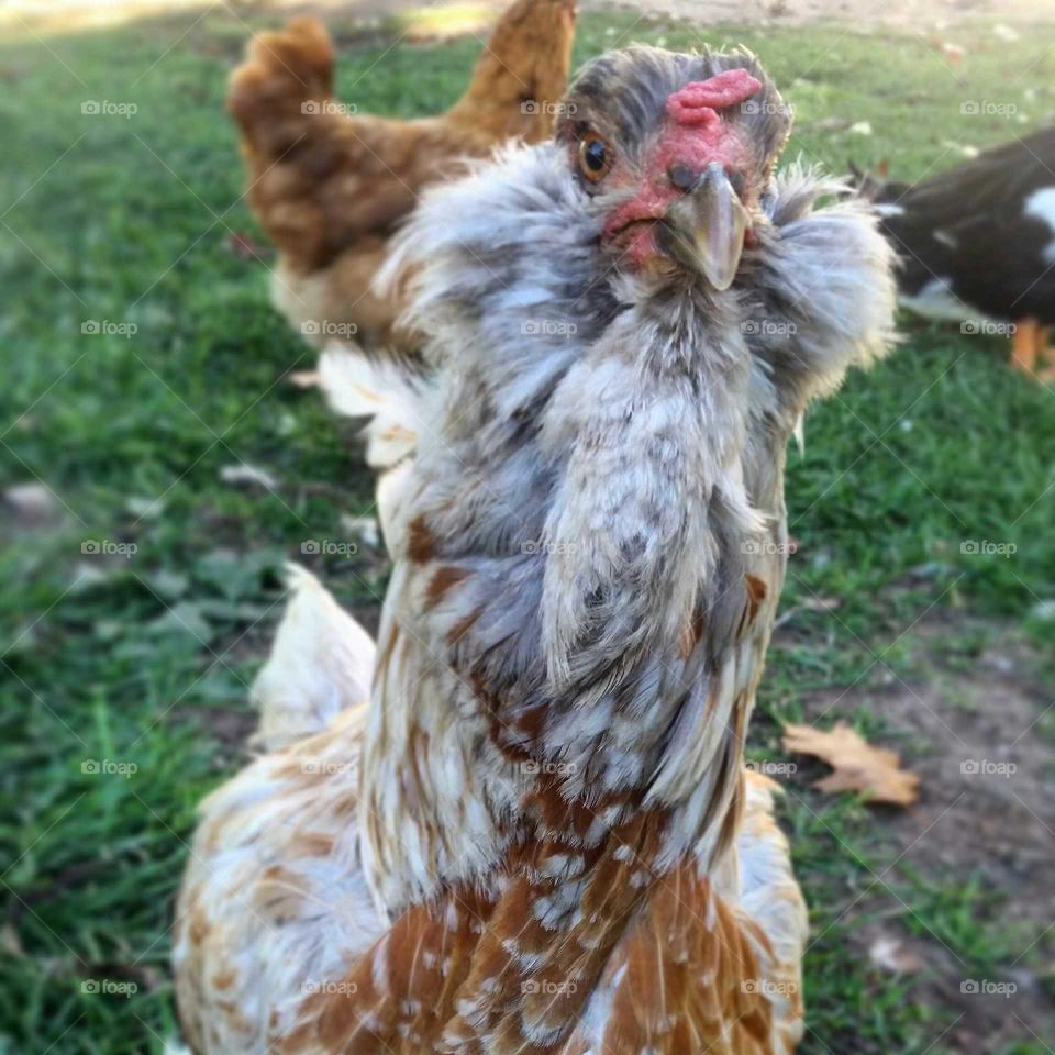 a chicken named "Hawkeye"
