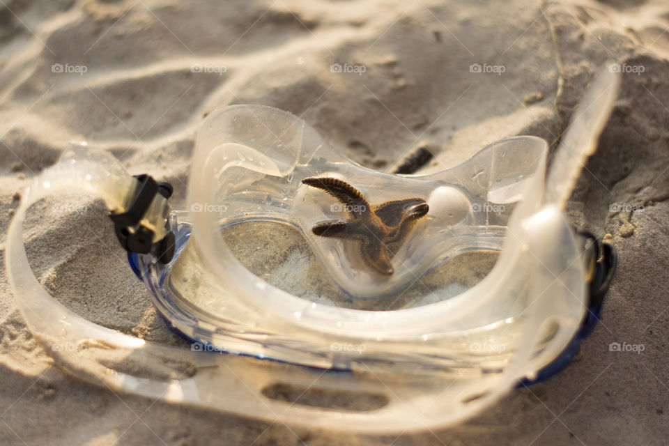 star fish in a diving mask. star fish alive in a diving mask on the sandy beach