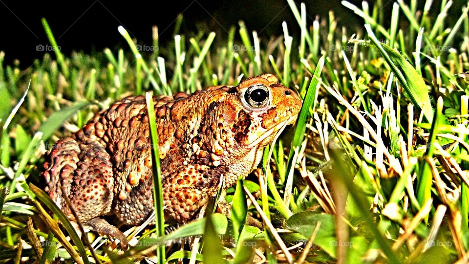 Toad in the Sights