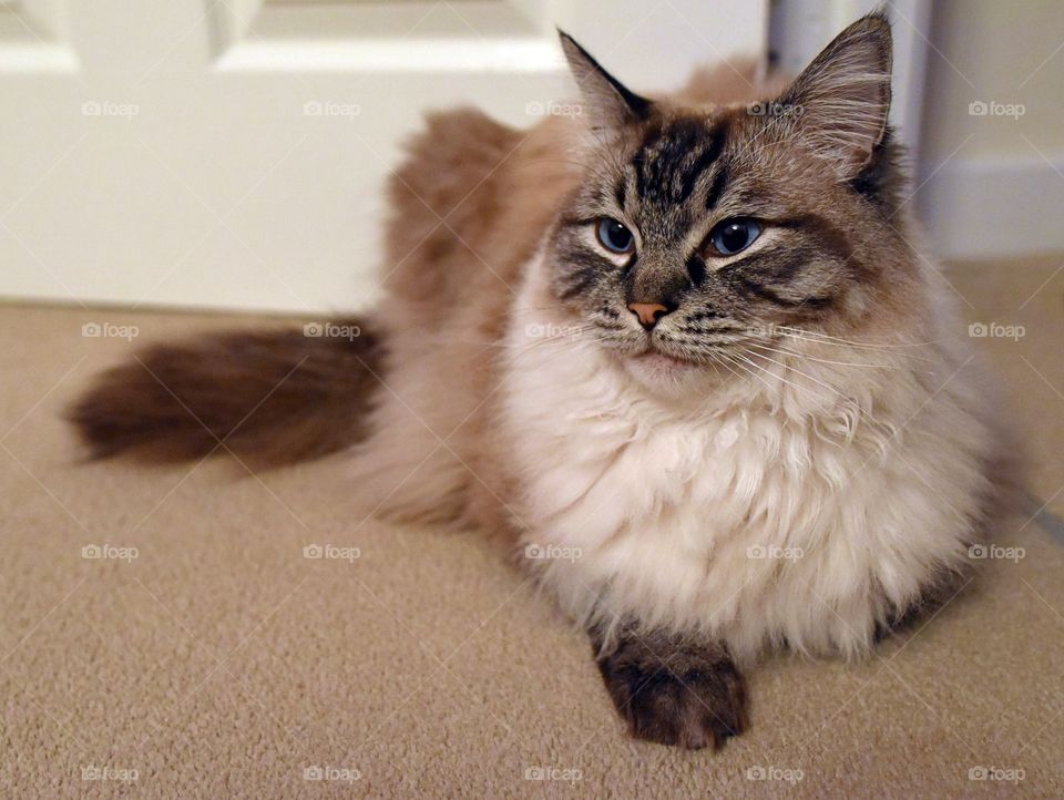 Fluffy longhaired cat portrait.