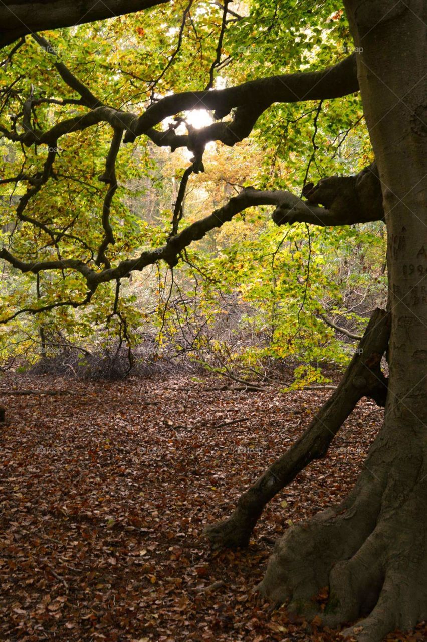 Tree in the forest woods with sunlight