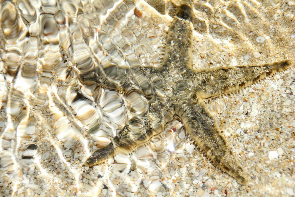 Star Fish