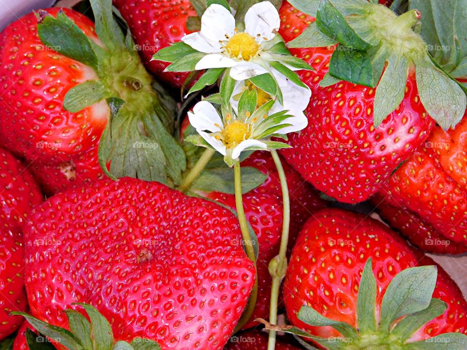 Spring has Sprung - Ripe strawberries - Strawberry picking time. Filled with vitamin C