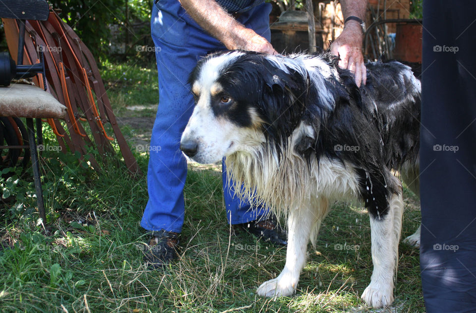 Spring time, bathing a dog 2