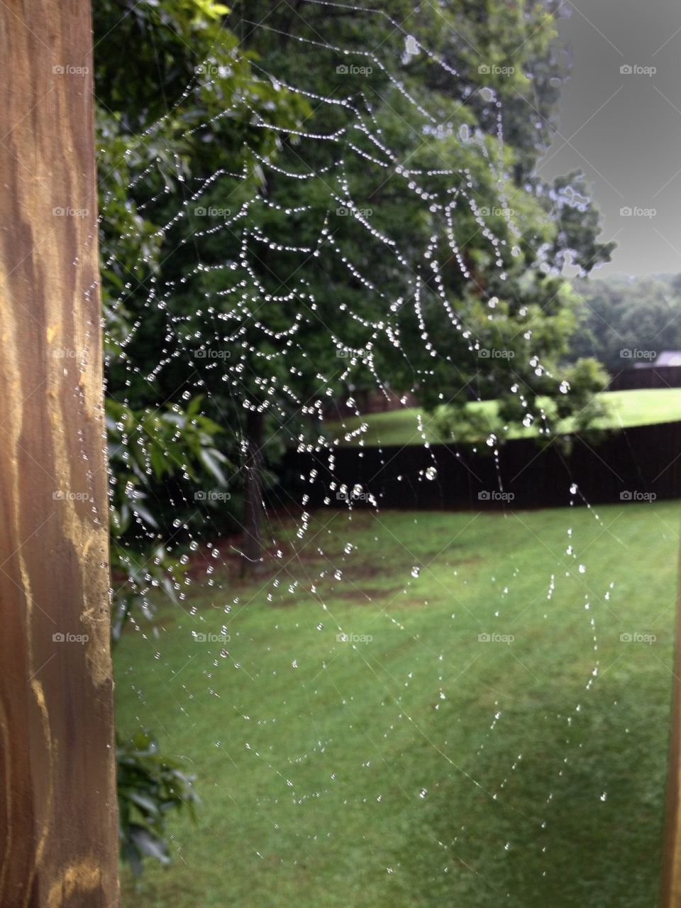 Rainy Spider Web