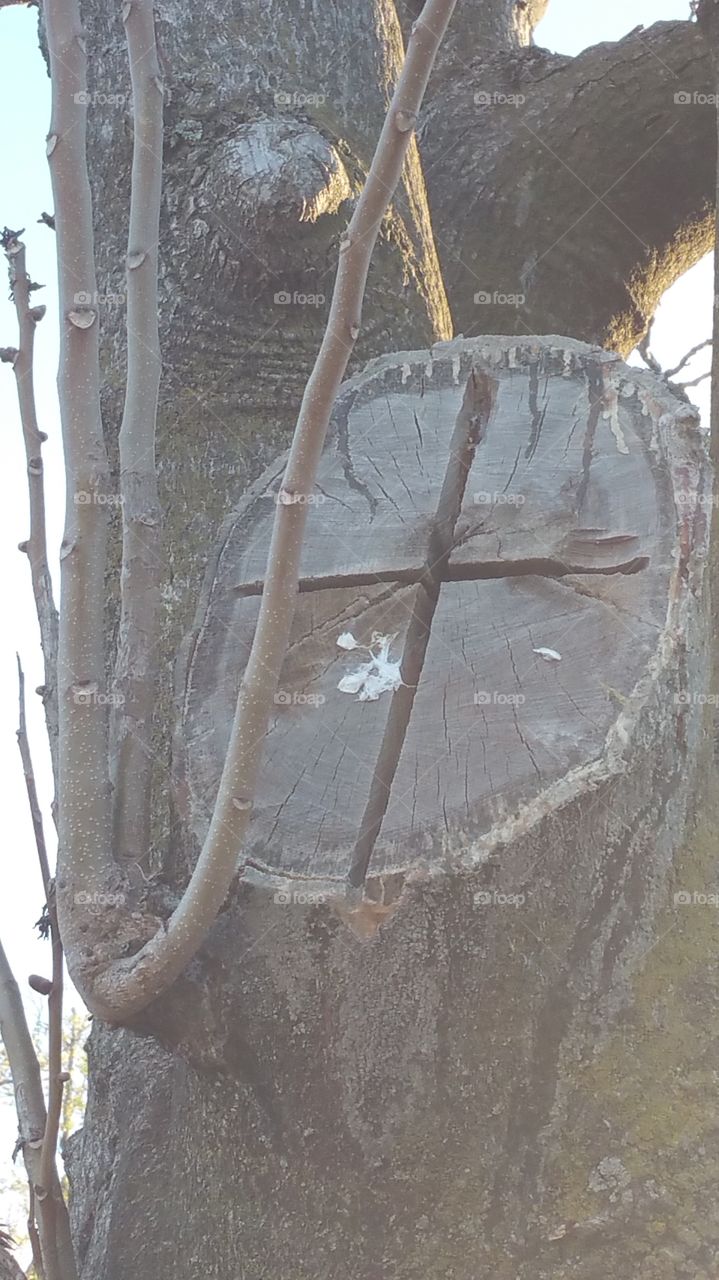 Cross on tree. Symbol