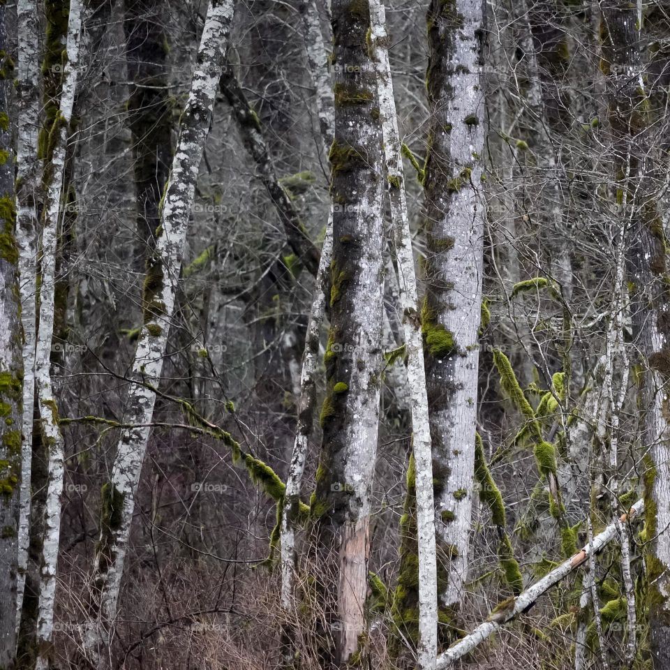 Moss growing on trees