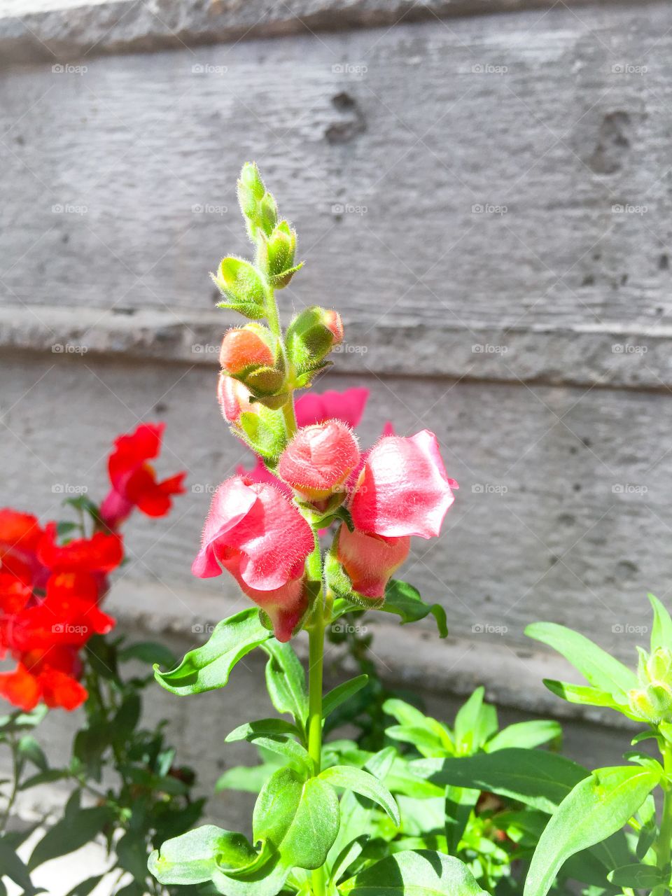 Snapdragons 