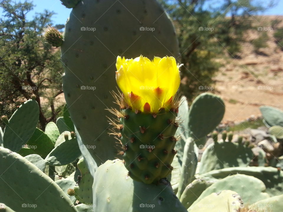 cactus flower