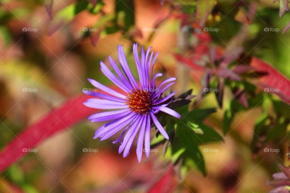 Michaelmas Daisy
